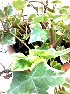 Variegated Hedera Helix English Ivy